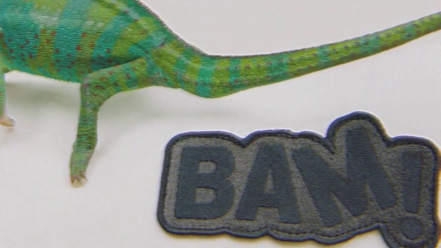 Video Reference N1: Reptile, Terrestrial plant, Electric blue, Terrestrial animal, Scaled reptile, Font, Lizard, Tail, Fashion accessory, Symbol