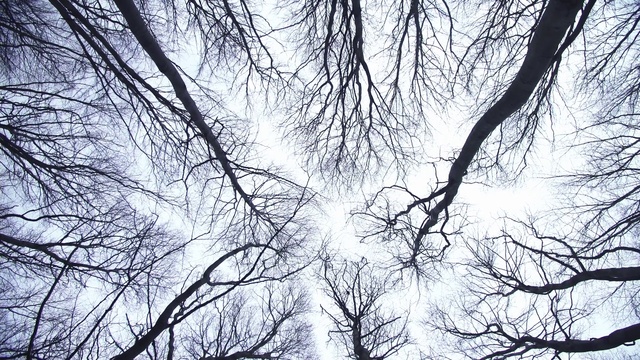 Video Reference N0: Sky, Natural landscape, Twig, Trunk, Tree, Plant, Tints and shades, Pattern, Forest, Symmetry