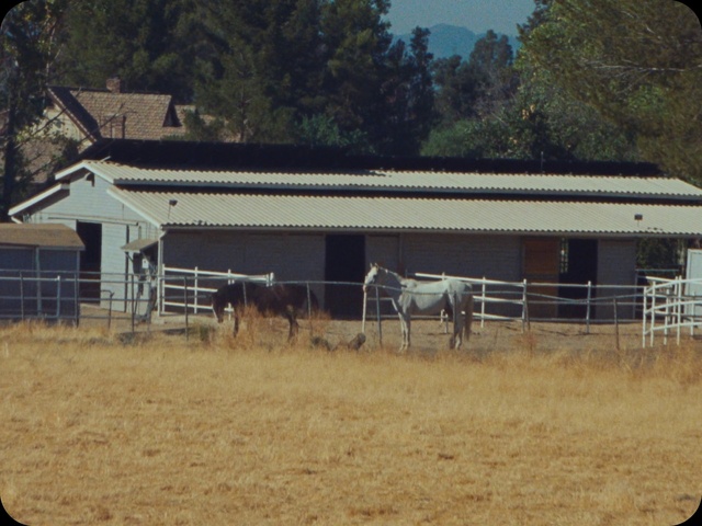 Video Reference N1: Horse, Building, Ecoregion, Window, Tree, Working animal, Fence, House, Landscape, Plant
