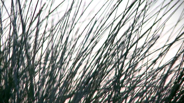 Video Reference N4: Sky, Plant, Twig, Grass, Tints and shades, Terrestrial plant, Pattern, Tree, Wood, Natural landscape