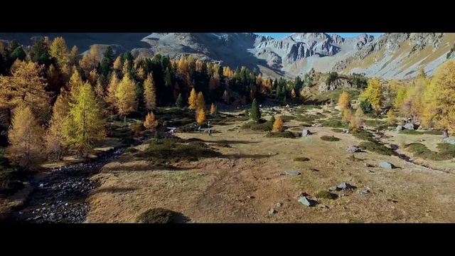 Video Reference N2: Plant, Natural landscape, Larch, Mountain, Tree, Grass, Wood, Adaptation, Landscape, Tints and shades