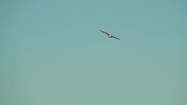 Video Reference N0: Sky, Bird, Beak, Wing, Accipitriformes, Seabird, Tail, Flight, Balance, Event