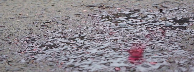 Video Reference N3: Water, Road surface, Asphalt, Grey, Flooring, Groundcover, Petal, Pattern, Grass, Event