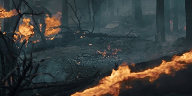 Video Reference N7: Atmosphere, Ash, Wood, Branch, Sunlight, Twig, Fire, Biome, Atmospheric phenomenon, Woody plant
