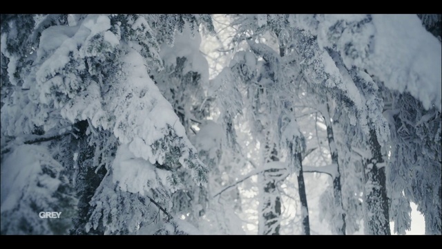 Video Reference N3: Snow, World, Plant, Branch, Slope, Tree, Freezing, Atmospheric phenomenon, Black-and-white, Glacial landform