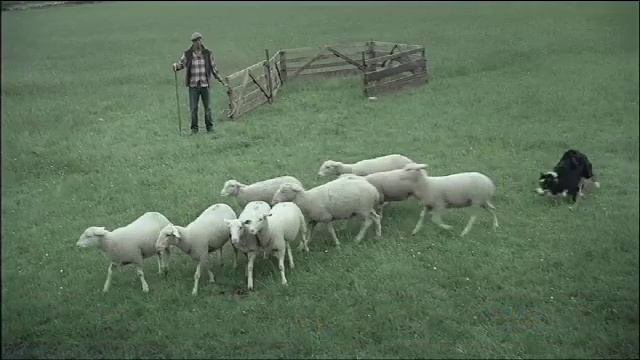 Video Reference N1: Grass, Sheep, Grazing, Grassland, Landscape, Livestock, Sheep, Herd, Terrestrial animal, Pasture