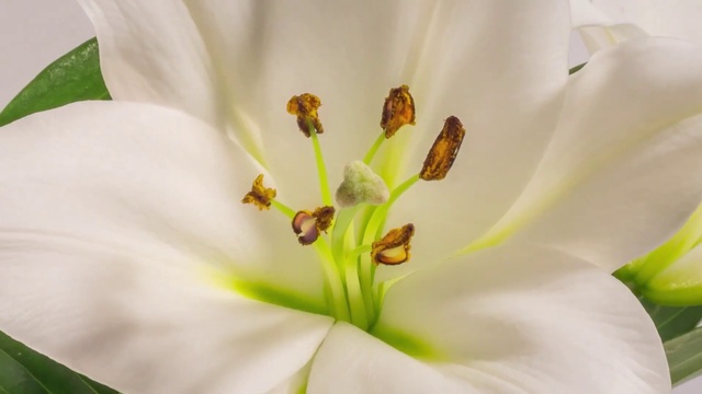 Video Reference N5: Flower, Plant, White, Petal, Botany, Terrestrial plant, Pedicel, Flowering plant, Lily, Close-up