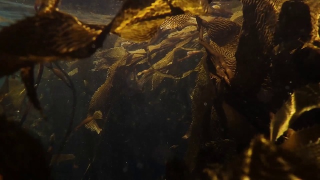Video Reference N5: Underwater, Wood, Marine biology, Cg artwork, Twig, Tints and shades, Art, Aquatic plant, Glass, Grass