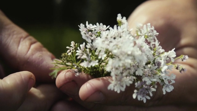 Video Reference N0: Flower, Plant, Hand, Petal, Gesture, Finger, Grass, Flowering plant, Shrub, Flower Arranging