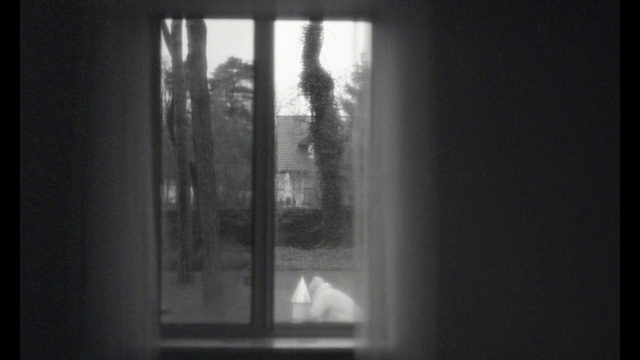 Video Reference N3: Plant, Window, Wood, Grey, Shade, Tree, Tints and shades, Glass, Transparent material, Darkness