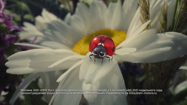 Video Reference N4: Flower, Plant, Pollinator, Arthropod, Insect, Petal, Ladybug, Beetle, Pest, Flowering plant