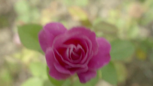 Video Reference N3: Flower, Plant, Hybrid tea rose, Petal, Rose, Rosa × centifolia, Magenta, Herbaceous plant, Rose family, Rose order