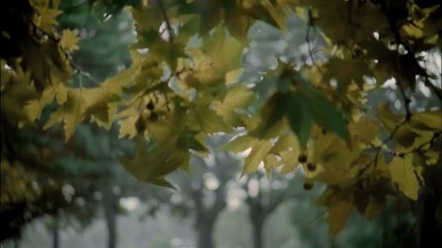 Video Reference N1: Leaf, Twig, Tree, Sunlight, Wood, Water, Deciduous, Tints and shades, Terrestrial plant, Trunk