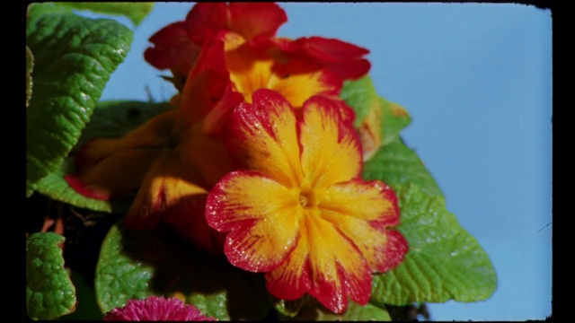 Video Reference N2: Flower, Plant, Petal, Terrestrial plant, Herbaceous plant, trumpet creeper, Annual plant, Flowering plant, Shrub, Primrose