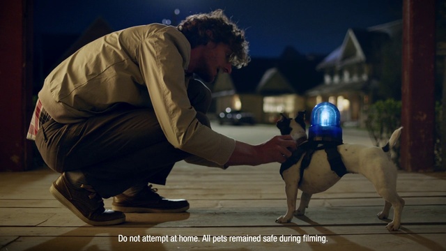 Video Reference N1: Dog, Flash photography, Dog breed, Carnivore, Fawn, Companion dog, Happy, Fun, Electric blue, Human leg