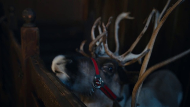 Video Reference N0: Elk, Deer, Wood, Fawn, Plant, Sky, Natural material, Reindeer, Art, Snout