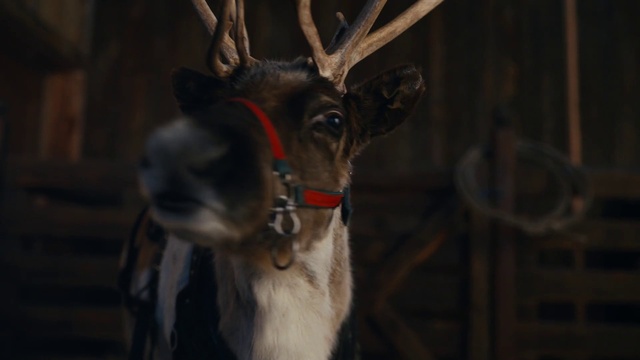 Video Reference N1: Eye, Deer, Fawn, Terrestrial animal, Snout, Horn, Reindeer, Collar, Whiskers, Wood