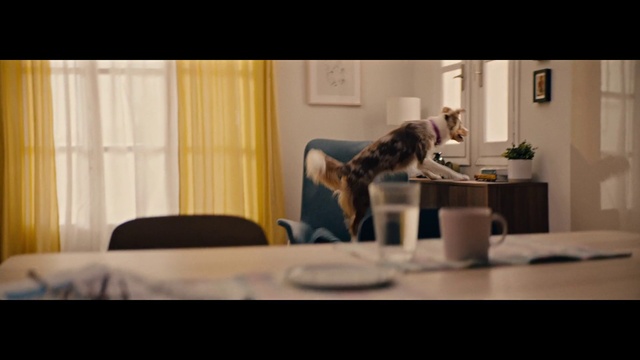 Video Reference N4: Cat, Furniture, Table, Felidae, Comfort, Plant, Carnivore, Textile, Small to medium-sized cats, Wood