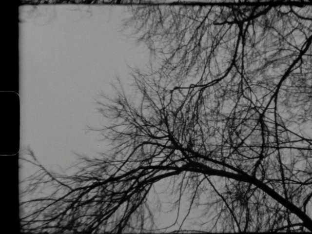Video Reference N1: Sky, Twig, Grey, Atmospheric phenomenon, Natural landscape, Tints and shades, Tree, Rectangle, Trunk, Monochrome photography