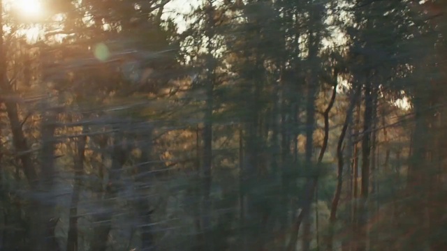 Video Reference N0: Natural landscape, Plant, Wood, Twig, Trunk, Sky, Tree, Bank, Sunrise, Tints and shades