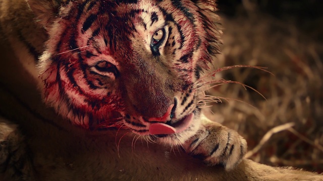 Video Reference N0: Bengal tiger, Siberian tiger, Tiger, Carnivore, Organism, Big cats, Felidae, Terrestrial animal, Fang, Whiskers