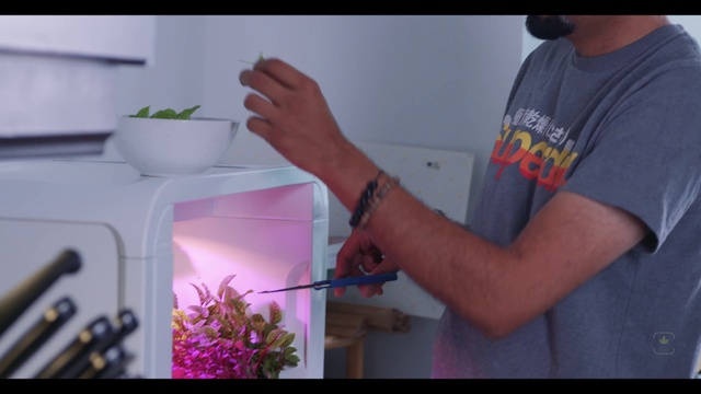 Video Reference N3: Hand, Purple, Plant, Gesture, Finger, Violet, Gas, Hat, Nail, Flower Arranging