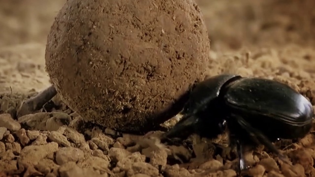 Video Reference N7: Arthropod, Terrestrial animal, Soil, Insect, Event, Rock, Pest, Sand