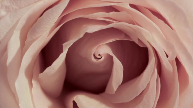 Video Reference N1: Flower, Plant, Water, Petal, Hybrid tea rose, Pink, Red, Rose, Moisture, Garden roses