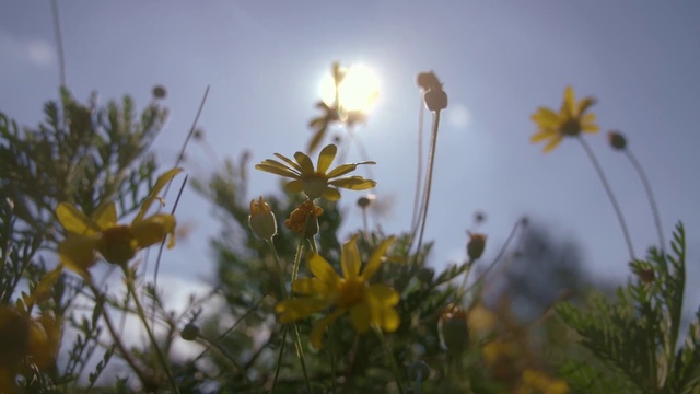 Video Reference N1: Flower, Sky, Plant, Petal, Natural landscape, Sunlight, Morning, Herbaceous plant, Grass, Meadow