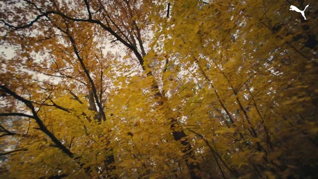 Video Reference N7: Brown, People in nature, Amber, Natural landscape, Sky, Wood, Branch, Twig, Plant, Trunk