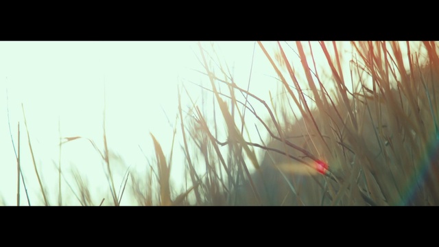 Video Reference N1: Sky, Feather, Natural landscape, Grass, Terrestrial plant, Tints and shades, Grass family, Twig, Grassland, Heat