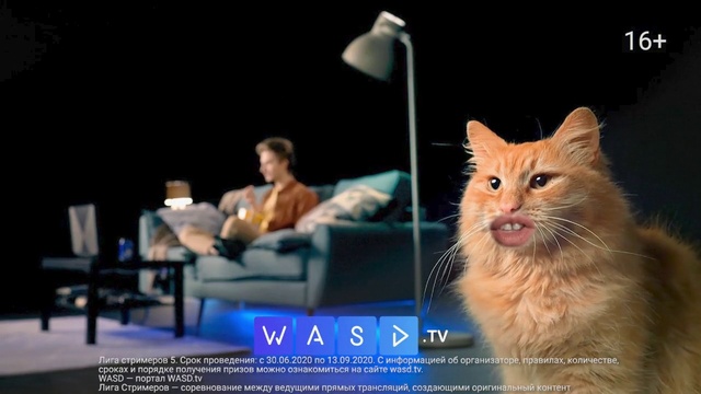 Video Reference N2: Cat, Lighting, Carnivore, Felidae, Whiskers, Couch, Font, Small to medium-sized cats, Advertising, Event