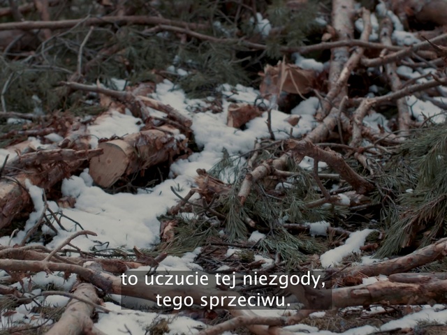 Video Reference N3: Plant, Snow, Nature, Twig, Branch, Wood, Natural landscape, Freezing, Tree, Grass