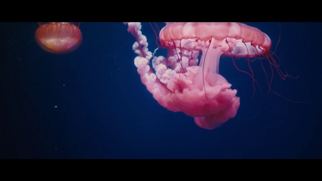 Video Reference N1: Jellyfish, Marine invertebrates, Water, Underwater, Organism, Pink, Marine biology, Bioluminescence, Electric blue, Cnidaria