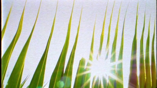 Video Reference N2: Sky, Terrestrial plant, Line, Arecales, Plant, Grass, Landscape, Symmetry, Flowering plant, Pattern