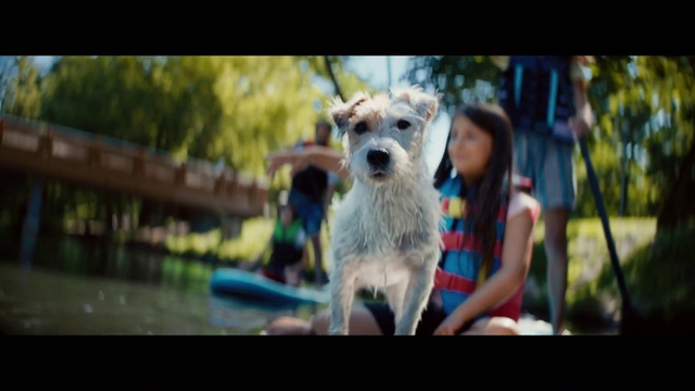 Video Reference N0: Dog, Water, Carnivore, Dog breed, Happy, Plant, Companion dog, Toy dog, Leisure, Working animal