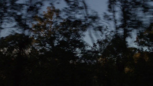 Video Reference N4: Natural landscape, Wood, Twig, Grey, Trunk, Sky, Dusk, Grass, Landscape, Tints and shades