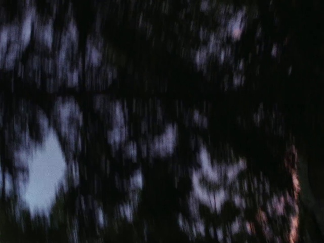 Video Reference N4: Grey, Wood, Plant, Tints and shades, Twig, Pattern, Electric blue, Grass, Forest, Trunk