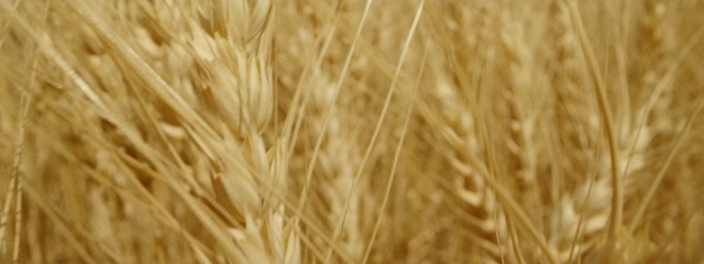 Video Reference N0: Khorasan wheat, Plant, Ingredient, Wood, Einkorn wheat, Natural landscape, Terrestrial plant, Agriculture, Dinkel wheat, Grass