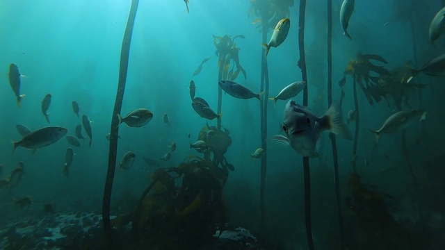 Video Reference N4: Water, Underwater, Organism, Fin, Fish, Marine biology, Aqua, Electric blue, Reef, Science