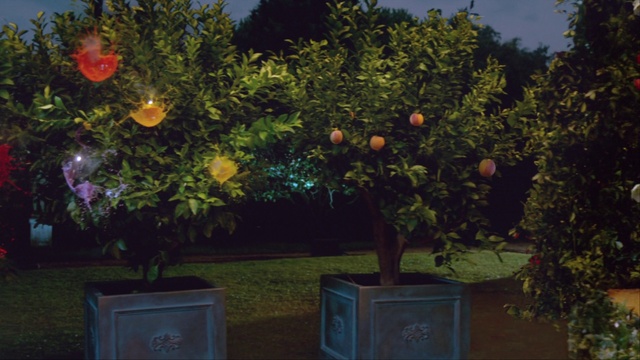 Video Reference N0: Plant, Rangpur, Orange, Valencia orange, Light, Fruit, Branch, Tree, Citrus, Bitter orange