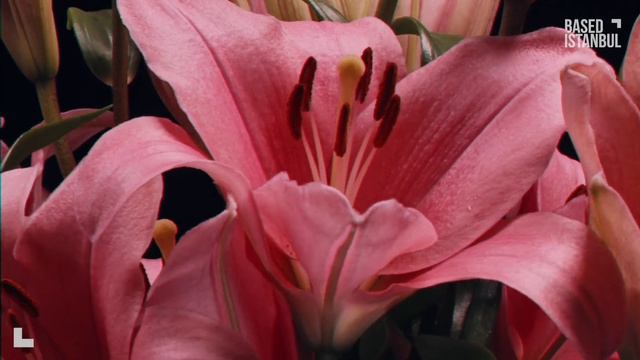 Video Reference N3: Flower, Plant, Petal, Terrestrial plant, Pink, stargazer lily, Flowering plant, Ti plant, Lily, Lily order