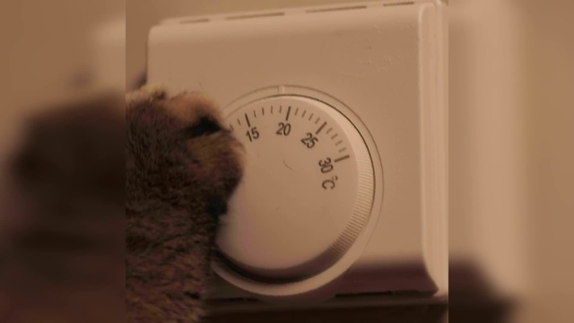 Video Reference N0: Fluid, Gas, Measuring instrument, Eyelash, Temperature, Room, Circle, Fur, Whiskers, Box