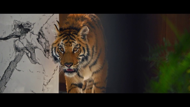 Video Reference N3: Bengal tiger, Siberian tiger, Tiger, Carnivore, Felidae, Organism, Big cats, Whiskers, Fawn, Terrestrial animal