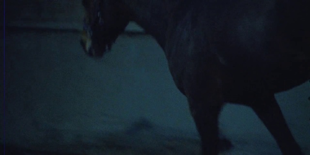 Video Reference N7: Atmosphere, Horse, Plant, Tints and shades, Terrestrial animal, Window, Tree, Snout, Tail, Darkness