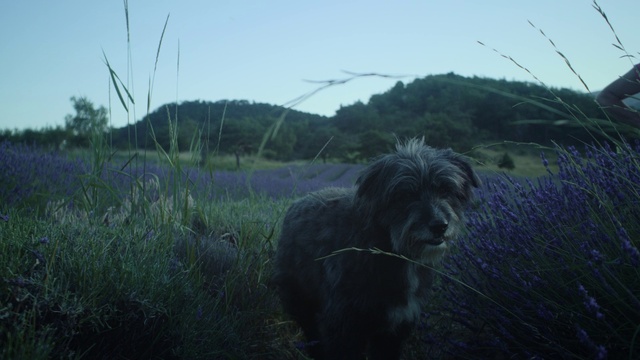 Video Reference N2: Sky, Plant, Dog, Dog breed, Mountain, Working animal, Carnivore, Grass, Grassland, Landscape
