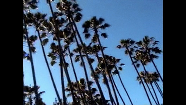 Video Reference N12: Sky, Plant, Terrestrial plant, Arecales, Woody plant, Tree, Flowering plant, Twig, Grass, Palm tree