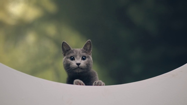 Video Reference N2: Cat, Felidae, Russian blue, Small to medium-sized cats, Carnivore, Grey, Whiskers, Terrestrial animal, Snout, Domestic short-haired cat