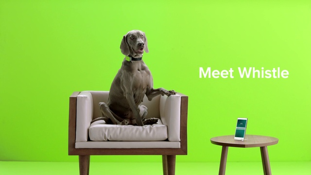 Video Reference N2: Furniture, Dog, Couch, Comfort, Carnivore, Toy, Companion dog, Club chair, Rectangle, Dog breed
