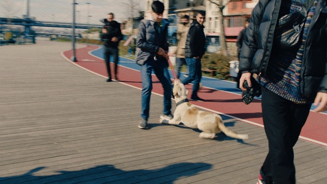 Video Reference N1: Dog, Leg, Dog breed, Carnivore, Companion dog, Fawn, Leisure, Public space, Sidewalk, Road surface